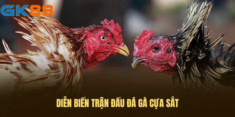 Diễn biến trận đấu đá gà cựa sắt
