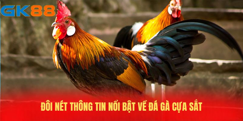 Đôi nét thông tin nổi bật về đá gà cựa sắt