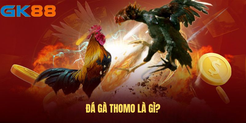Giải đáp chi tiết thế nào là đá gà Thomo