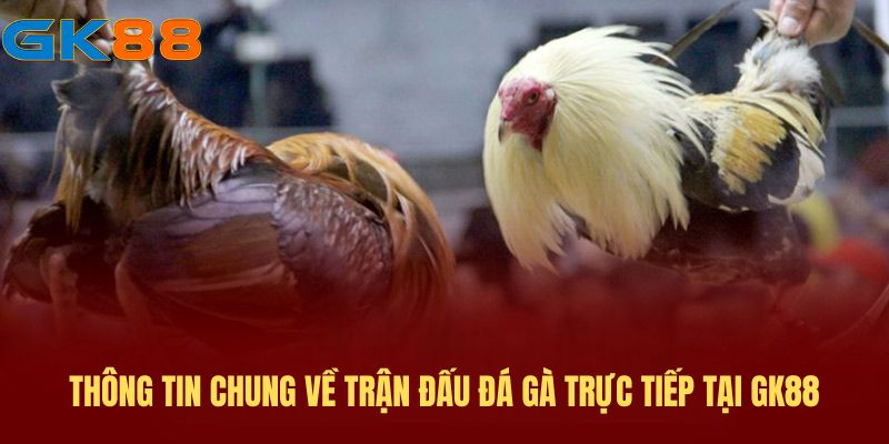 Thông tin chung về trận đấu đá gà trực tiếp tại GK88