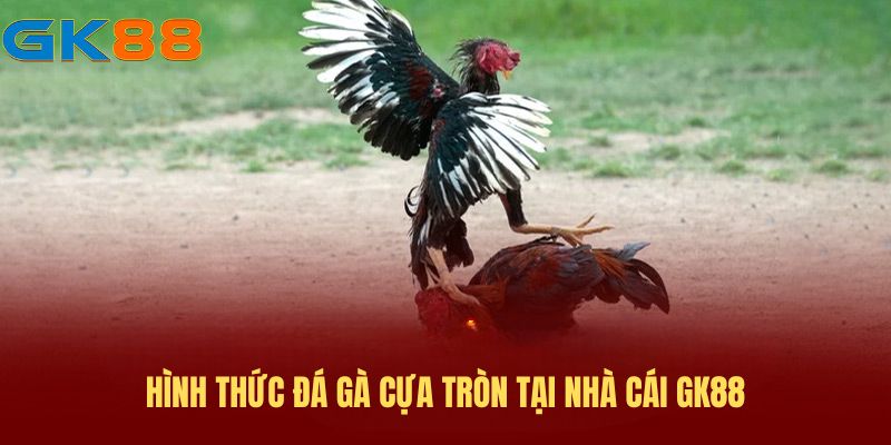Hình thức đá gà cựa tròn tại nhà cái GK88