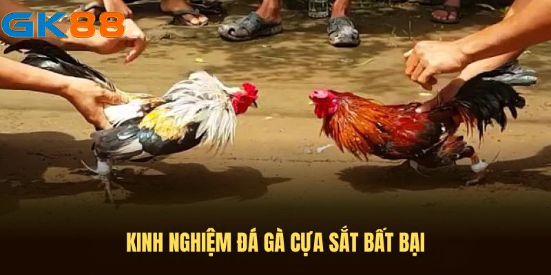 Kinh nghiệm chọi gà hiệu quả