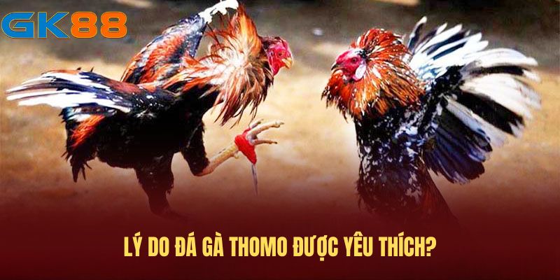Các lý do khiến chọi gà Thomo được chọn lựa