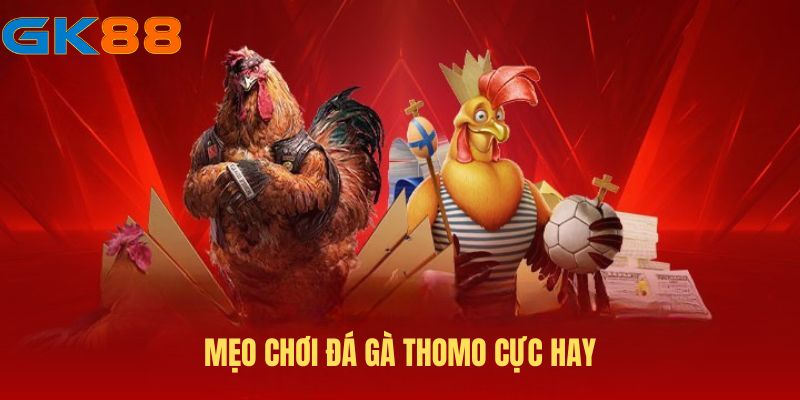 Các mẹo chơi đá gà Thomo cực hay cho cược thủ